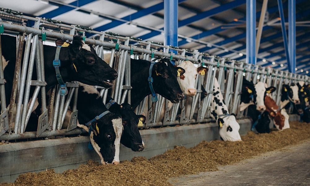 Ельбе Феттхандель